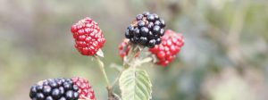Pesquisas com frutas vermelhas impulsionam agricultura familiar