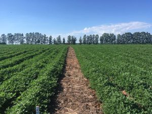 Pesquisas buscam adaptar o agronegócio às mudanças climáticas