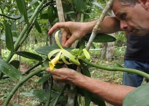 Pesquisadores cruzam o Brasil para coleta de amostras de baunilha