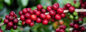 Puxadas pelo café, exportações do agro mineiro batem recorde no primeiro bimestre do ano