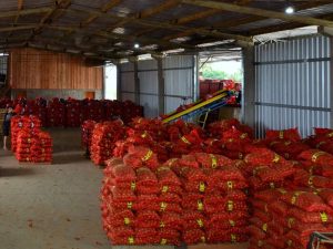 Santa Catarina registra quebra nas safras de alho e cebola