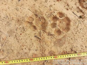 Projeto pioneiro no Pará promove a conservação de felinos de grande porte