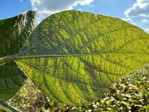 2023/2024: Uma safra para esquecer, afirma Aprosoja Brasil