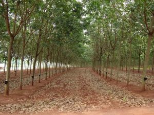 Cultivo de seringueira é alternativa para a preservação da água e do solo