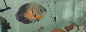 Peixes ornamentais movimentam mais de R$ 10 milhões por ano em Minas Gerais