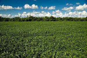 STF determina que Monsanto/Bayer restitua mais de R$ 10 bilhões aos produtores de MT