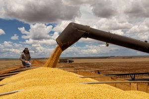 Soja mato-grossense abastece mercado crescente de suínos da China