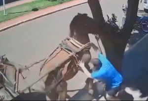 SUSTO: Cavalo morde e arrasta vereador no Paraná