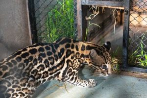 Parceria entre Itaipu e instituição argentina favorece reintrodução de animais na região