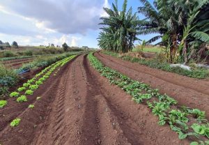 Fazenda da Embrapa será oficialmente entregue ao MST em Ponta grossa