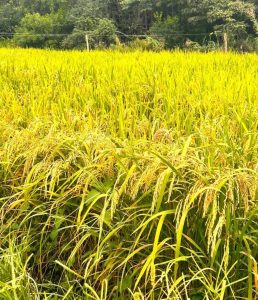 Nova linhagem de arroz de terras altas é apresentada por pesquisadores