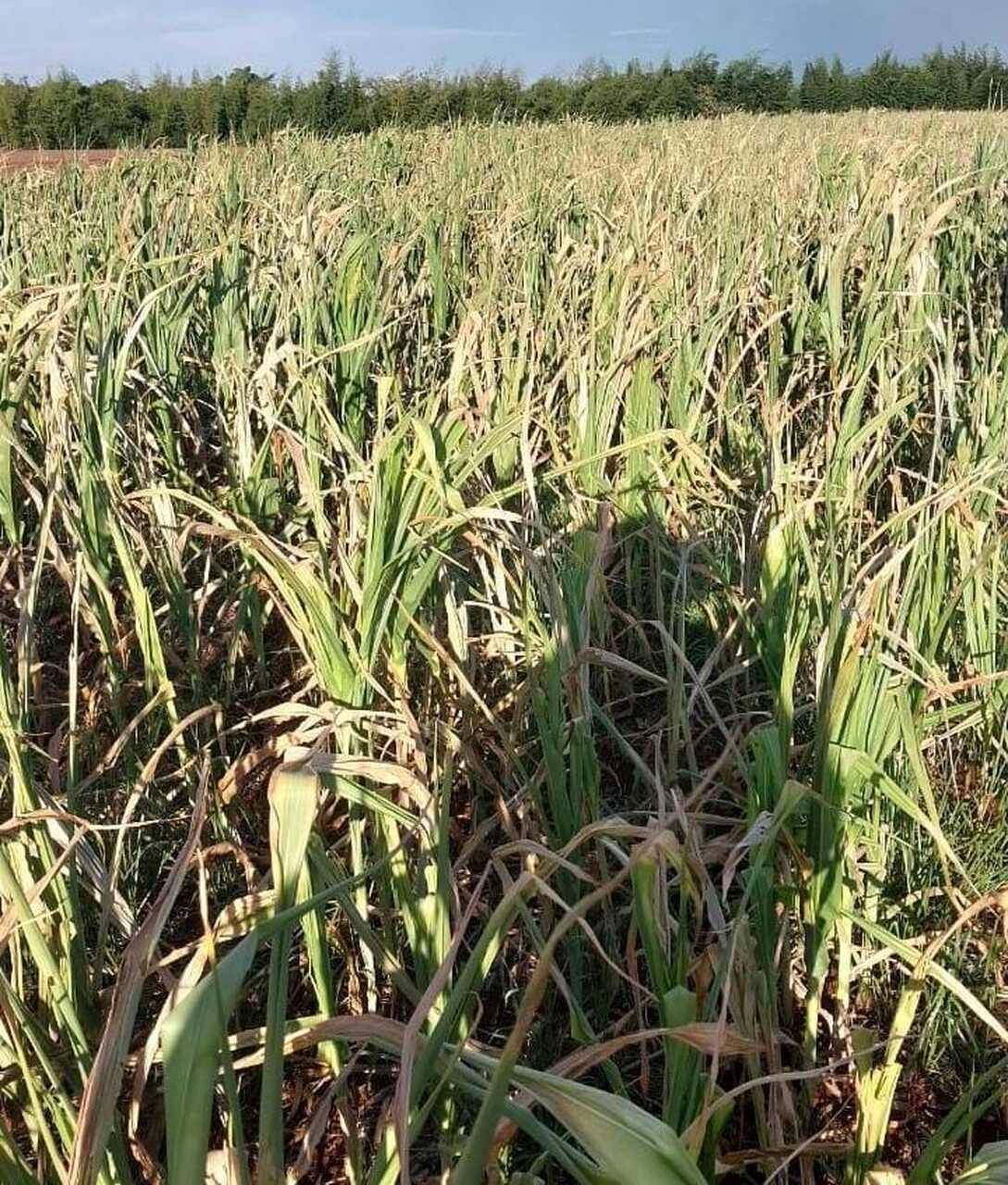 Castigados pela seca, municípios do Paraná estudam decreto de Emergência