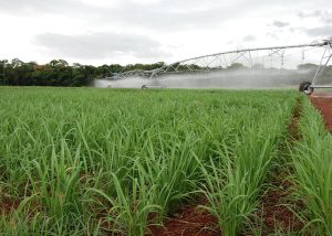Arroz de terras altas sob incerteza no Cerrado pode complementar o abastecimento no País