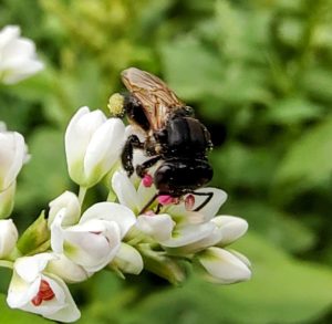 Pesquisa aponta que boa oferta de flores é fundamental para criação de abelhas-sem-ferrão