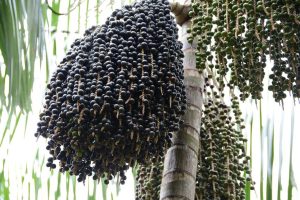 Açaí ganha o seu primeiro Zoneamento Agrícola de Risco Climático