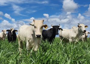Embrapa valida diretrizes técnicas para produção de Carne Baixo Carbono