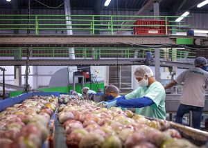 Brasil bate recorde de receita e exportação com manga produzida no Nordeste