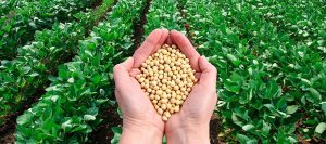 Agro consolida seu papel na produção de biocombustíveis
