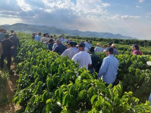EPAMIG e Embrapa Café apresentam resultados do projeto que avalia o desempenho de novas cultivares