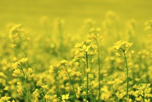 Parceria público-privada desenvolve sistema produtivo da canola em regiões tropicais