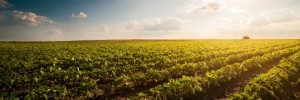 Curso de liderança da FAEP transforma a realidade de produtor dos Campos Gerais