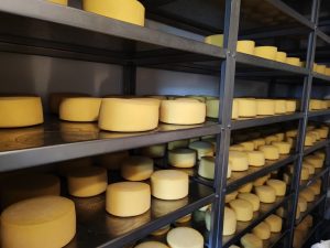 Queijo Colonial do Sudoeste pode virar Patrimônio Cultural do Estado