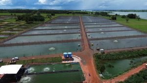 Atenção aquicultor! Ministério publica instruções para atualização cadastral
