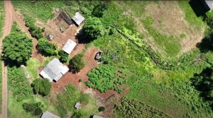 Defesa sanitária vegetal utiliza drones para identificar doenças em pomares