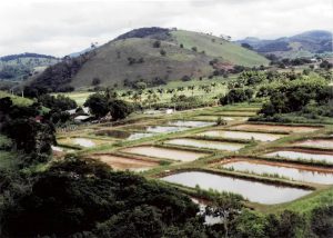 Variações climáticas: Pesquisadores orientam sobre cuidados para evitar perdas na piscicultura