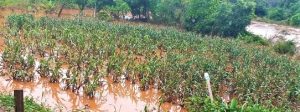 Garantia-Safra será pago para mais de 35 mil agricultores em Minas