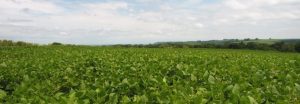 Agricultura familiar é fortalecida na Região Oeste do Paraná com apoio do Sicoob Credicapital