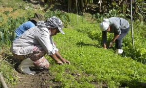 Dados da Conab apontam protagonismo das mulheres no campo