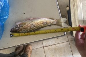 Com quatro multas, Operação Quaresma combate pesca predatória