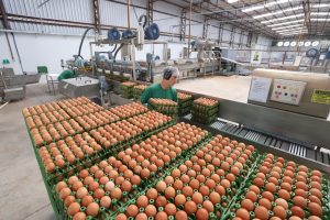 Paraná amplia participação na produção nacional de frangos, leite, ovos e suínos