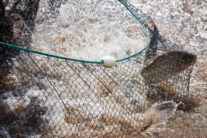 Regularização de protocolos sanitários de importação de pescados é discutida por autoridades