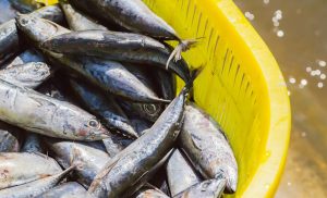 África do Sul abre mercado para pescados brasileiros