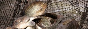 Peixe na merenda escolar gera otimismo na aquicultura do Paraná