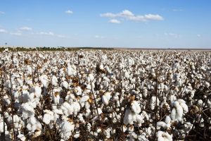 Algodão: MT finaliza plantio e produtores baianos lidam com pragas e doenças