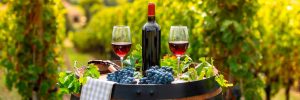 Profissionalização faz vinhos do Paraná ganharem destaque nacional