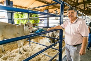 ExpoLondrina exibe o melhor na seleção genética de Nelore