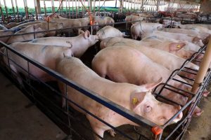 Campanha de atualização de rebanhos começa no Paraná