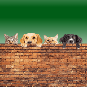 Controle de infecções bacterianas devolve bem-estar e saúde a cães e gatos