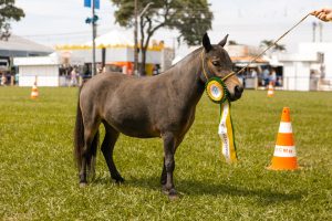 ExpoLondrina marca a abertura do Campeonato Nacional de Mini Horse