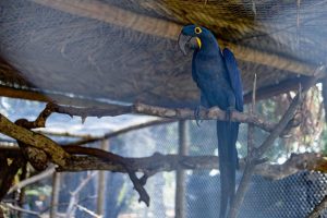 Sema/MT recebeu 356 animais no primeiro trimestre de 2024; 153 já foram soltos