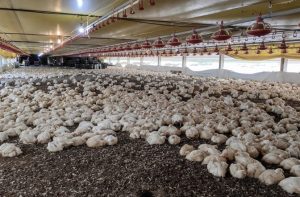 Financiamento Rural do Mato Grosso do Sul será de R$ 97 milhões