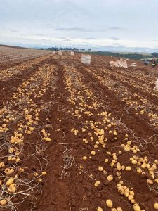 Fungicida da Sipcam Nichino detém doença “mancha-asfalto” em lavouras de batata