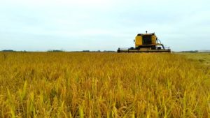 Colheita de arroz alcança 36% no Rio Grande do Sul