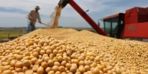 Crise e quebra de safra ameaçam o produtor rural brasileiro
