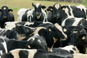 Crise do Leite volta a ser pauta na Assembleia Legislativa