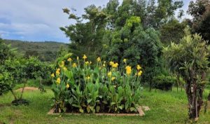 Esgoto tratado “turbina” jardins de Minas Gerais